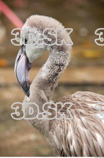 Head texture of gray flamingo 0012
